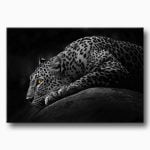 leopar Hayvan Fotoğraf, pusudaki leopar