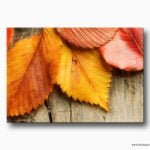 dökülen yapraklar kanvas tablo , zonguldak kanvas tablo , fallen leaves on canvas table , lavi tasarım , lavi
