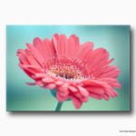 gerbera çiçeği kanvas tablo , gerbera çiçekleri tablo , en güzel çiçek tablo , lavi tasarım , lavi tasarim