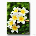hawaii çiçeği kanvas tablo , havai kanvas tablo , bodrum kanvas tablo , lavi tasarim , lavi tasarım