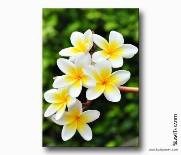hawaii çiçeği kanvas tablo , havai kanvas tablo , bodrum kanvas tablo , lavi tasarim , lavi tasarım