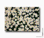 papatya bahçesi kanvas tablo , papatyalar , en güzel çiçek tabloları , lavi tasarım , lavi tasarim