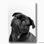 Siyah Pug Köpek Kanvas Tablo